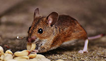 24 Hour & Emergency Exterminators in Verendrye, ND